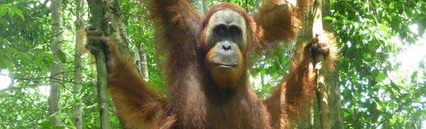 orangutan-sumatra Orangutan de Sumatra