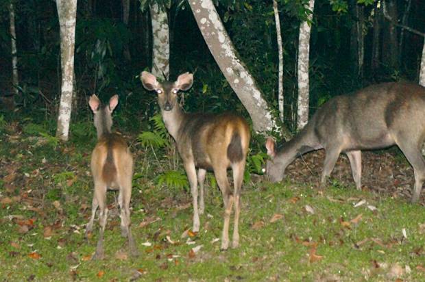 ciervos-en-el-parque-de-Khao-Yai ciervos-en-el-parque-de-Khao-Yai