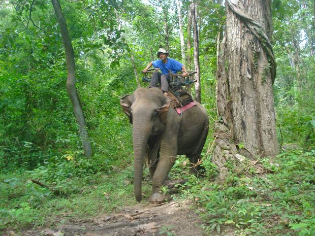 elefante en la selva-de-umhpang elefante en la selva-de-umhpang