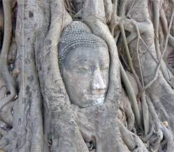 cabeza-de-buda-entre-los-arboles-ayuthaya