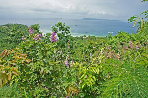 flores-y-paisajes-en-Koh-Larn flores-y-paisajes-en-Koh-Larn