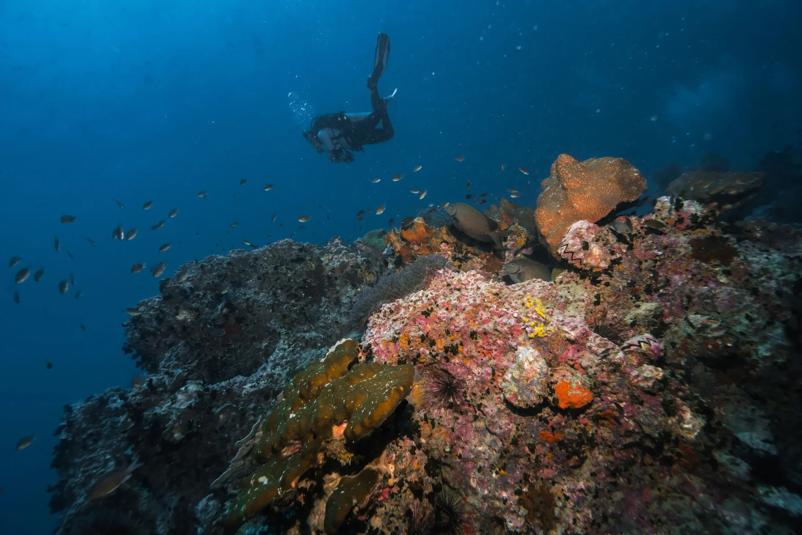 buceo en Koh Tao