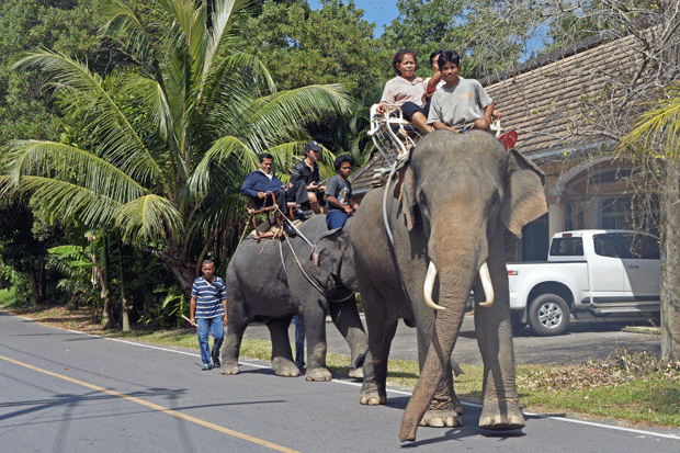 Elefantes-en-Khao-Lak Elefantes-en-Khao-Lak