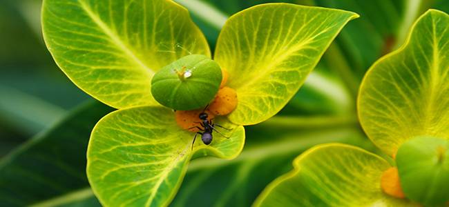 PERIODO PRIMAVERAL PERIODO PRIMAVERAL