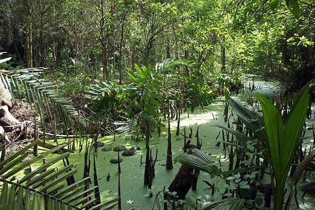 Bang Krachao Bang Krachao