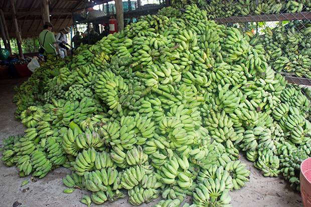 Alimentos-para-los-elefantes