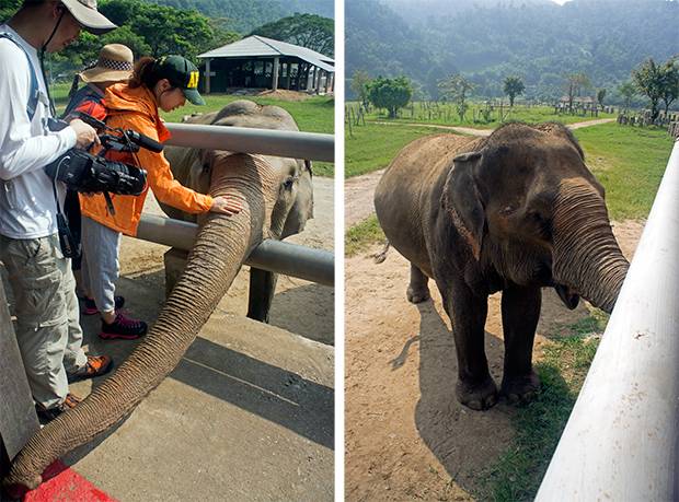 Elefantes-en-el-Elephants-Nature-Park