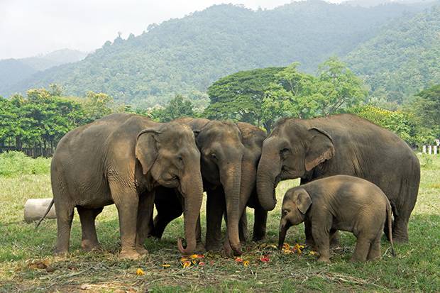 Foto de elefantes en Elephant's Nature Park