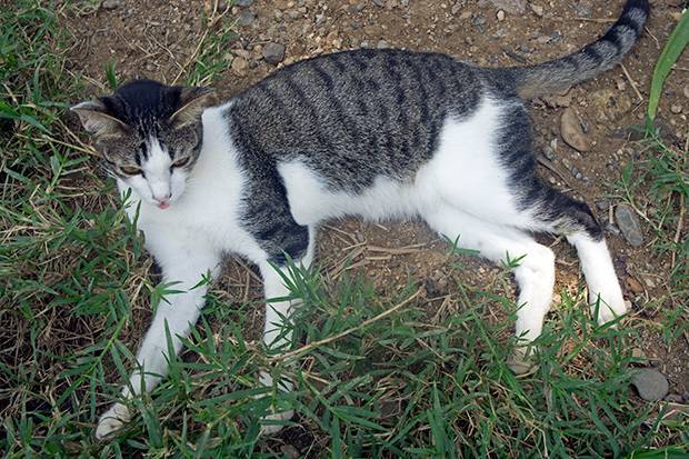 Gato-en-elephants-nature-park