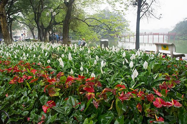 Flores-cerca-del-lago-de-Hanoi