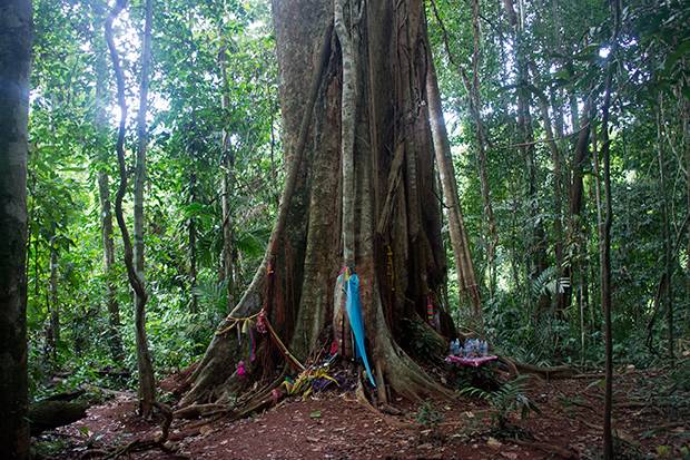 Árboles-de-500-años Árboles-de-500-años