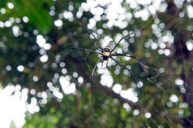 Araña-tailandesa Araña-tailandesa