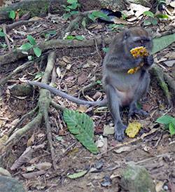 Mono-del-Parque-de-Khao-Sok