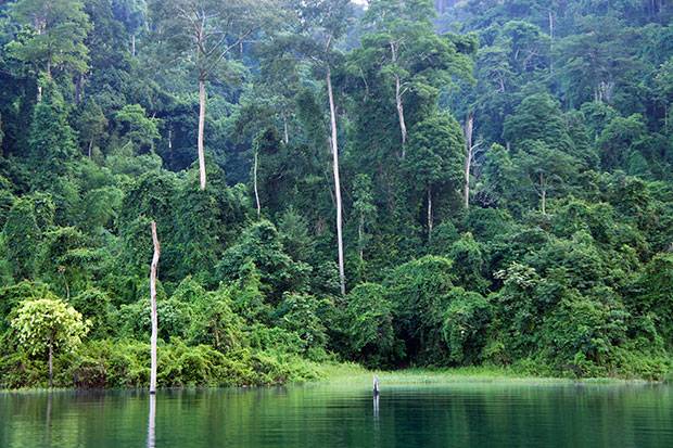 Vegetacion-de-Khao-sok