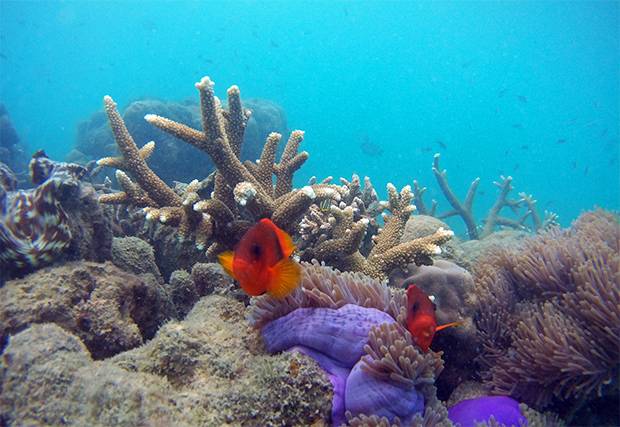 Fondo-Marino-de-Samae-San