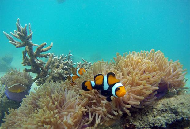 Fondo-marino-de-Samae-San-2