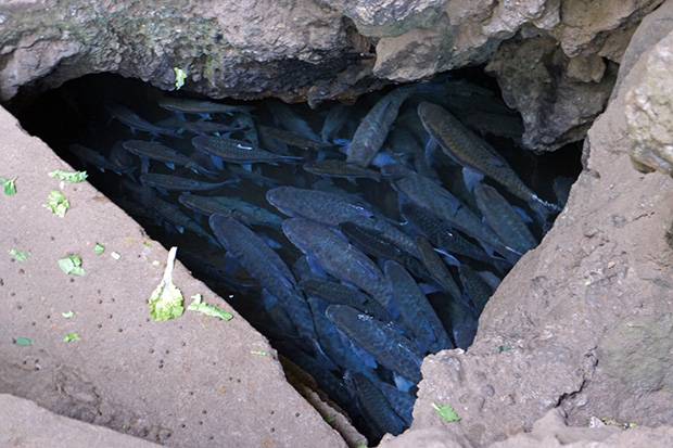 Peces-azules-en-Parque-Nacional-Tham-Pla