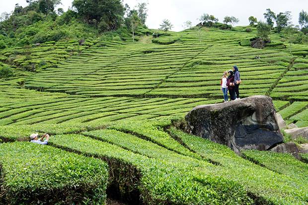 Plantaciones-de-té-en-Bandung