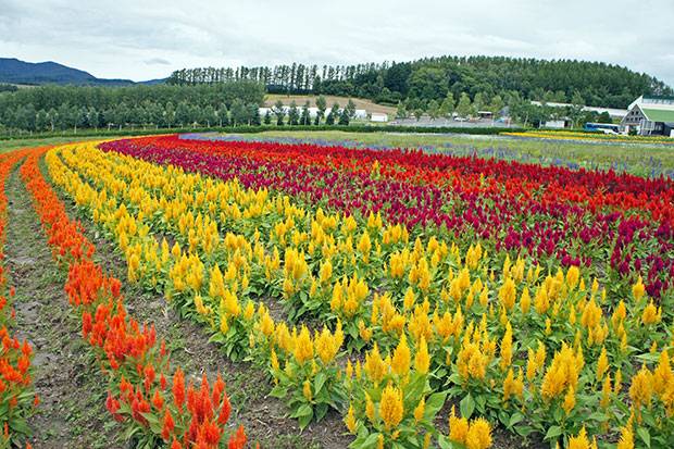flores-de-hokkaido-2