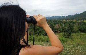 Elefantes-en-kui-buri