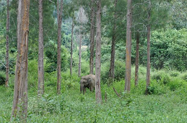 elefantes-kui-buri-2