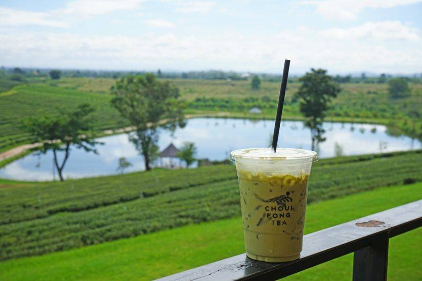 Choui Fong, campos de té