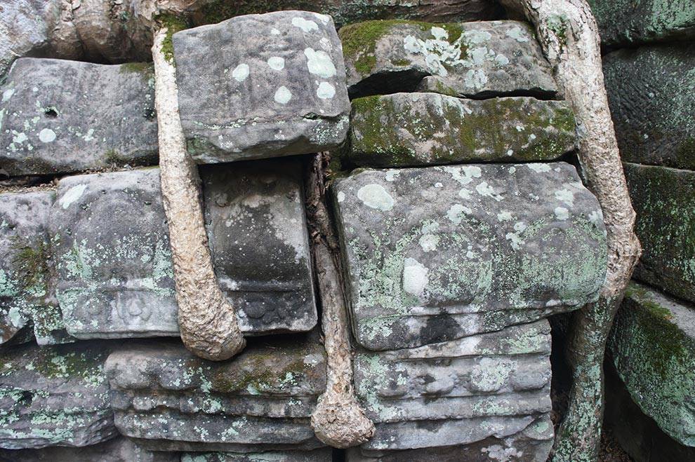 Raices en Angkor Wat