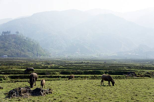 Animals pasturando en Sapa