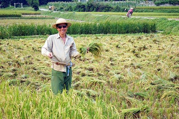 Granjero en Ninh Binh Granjero en Ninh Binh