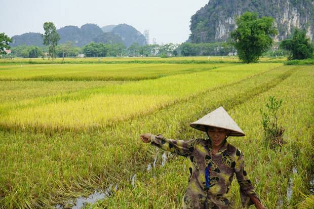 Arrozales de Ninh Binh Campos de arroz