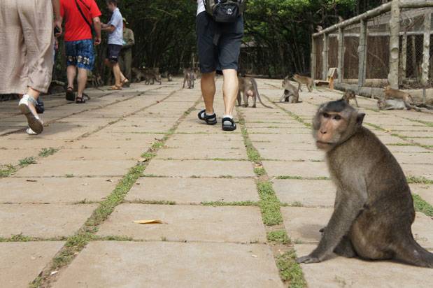 Mono Vietnam con turistas Mono vietnam