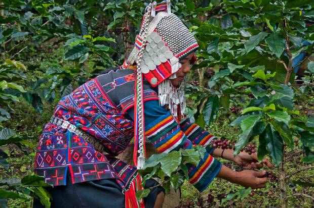 Akha trabajando en los campos de café Akha cultivando café