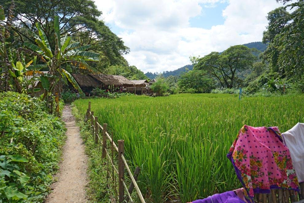 Campos de arroz en el norte de Tailandia Campos de arroz en el norte