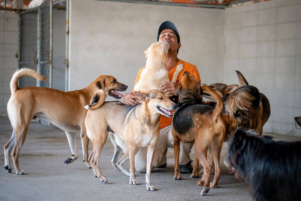 Voluntario en la Soi Dog Foundation de Phuket Soi Dog Foundation