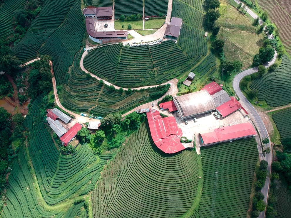 Té de Mae Salong Plantaciones de Té de Mae Salong desde el aire