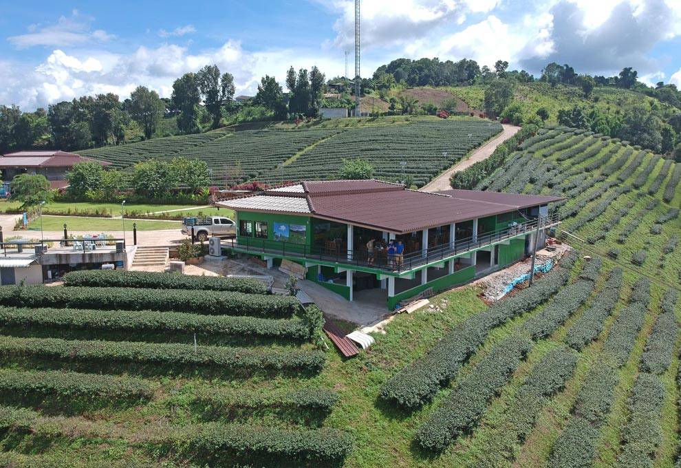 Té en Mae Salong Té verde en Mae Salong