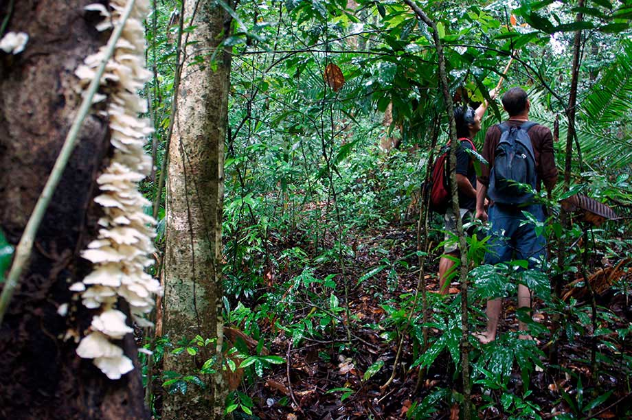 Jungla en Koh Chang trekking en la jungla en Koh Chang