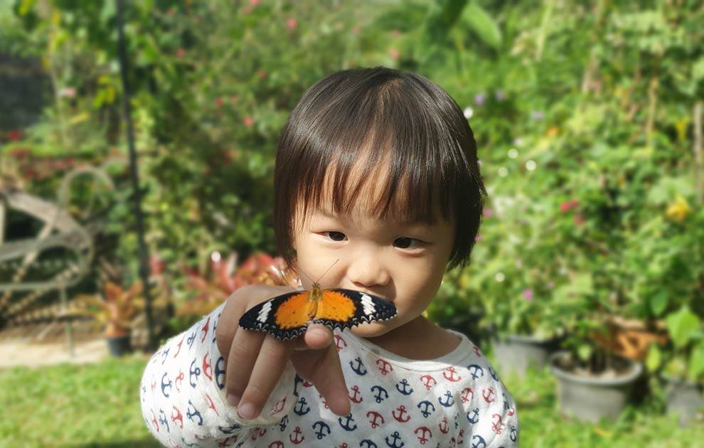 Siam insect Siam Insect Zoo