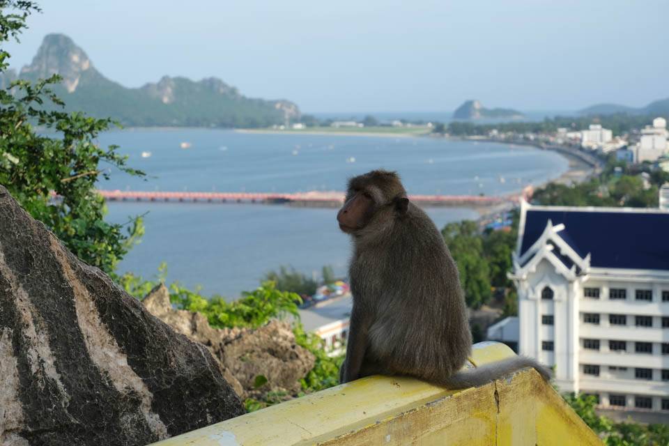 Monos Prachuap Khiri Khan Monos en Khao Chong KRachok