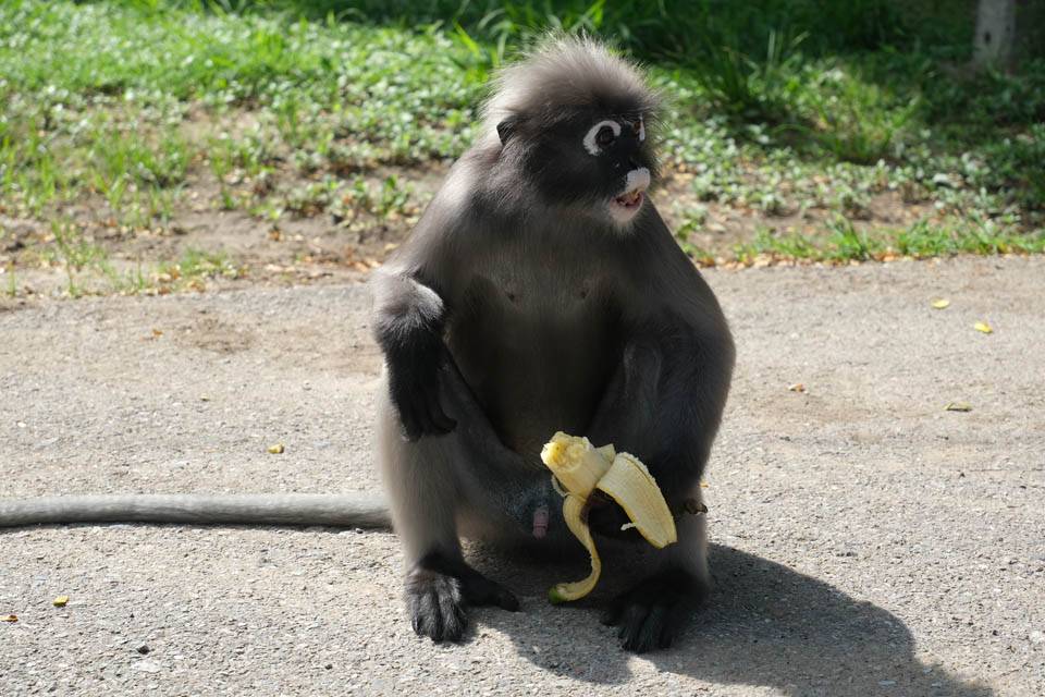 Monos Prachuap Khiri Khan Monos en PRachuap