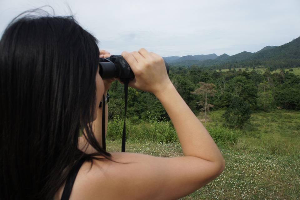 elefantes Viendo elefantes con los prismáticos