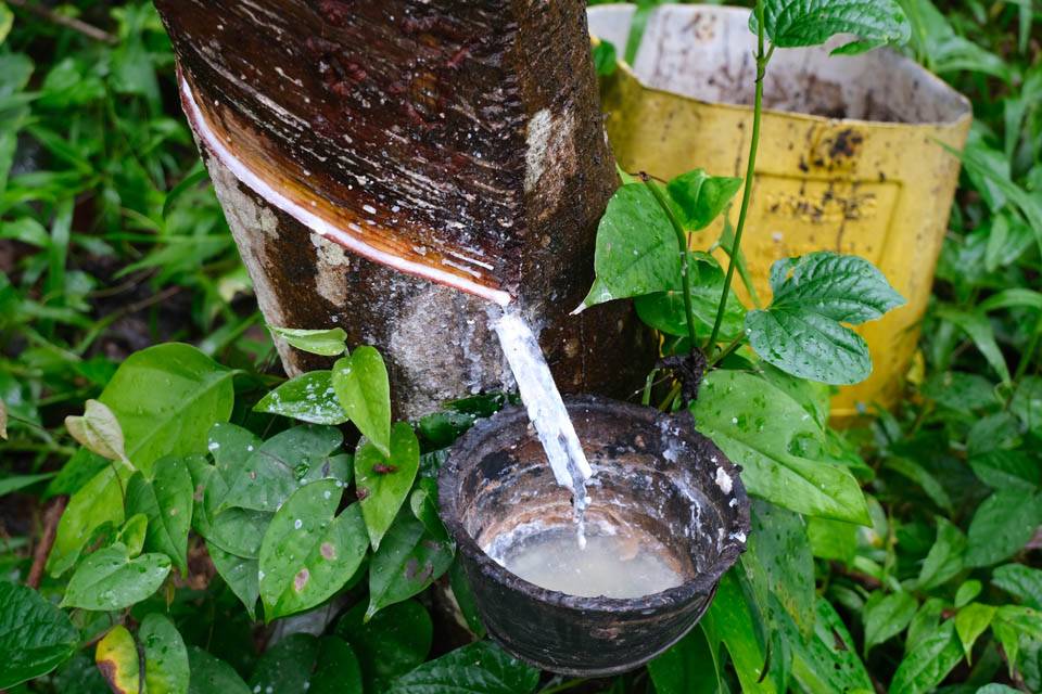 Caucho Caucho de Koh Mook