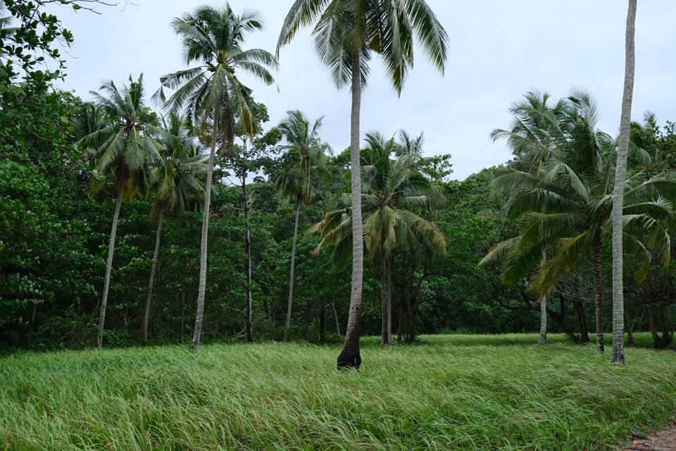 palmeras selav de Koh Mook