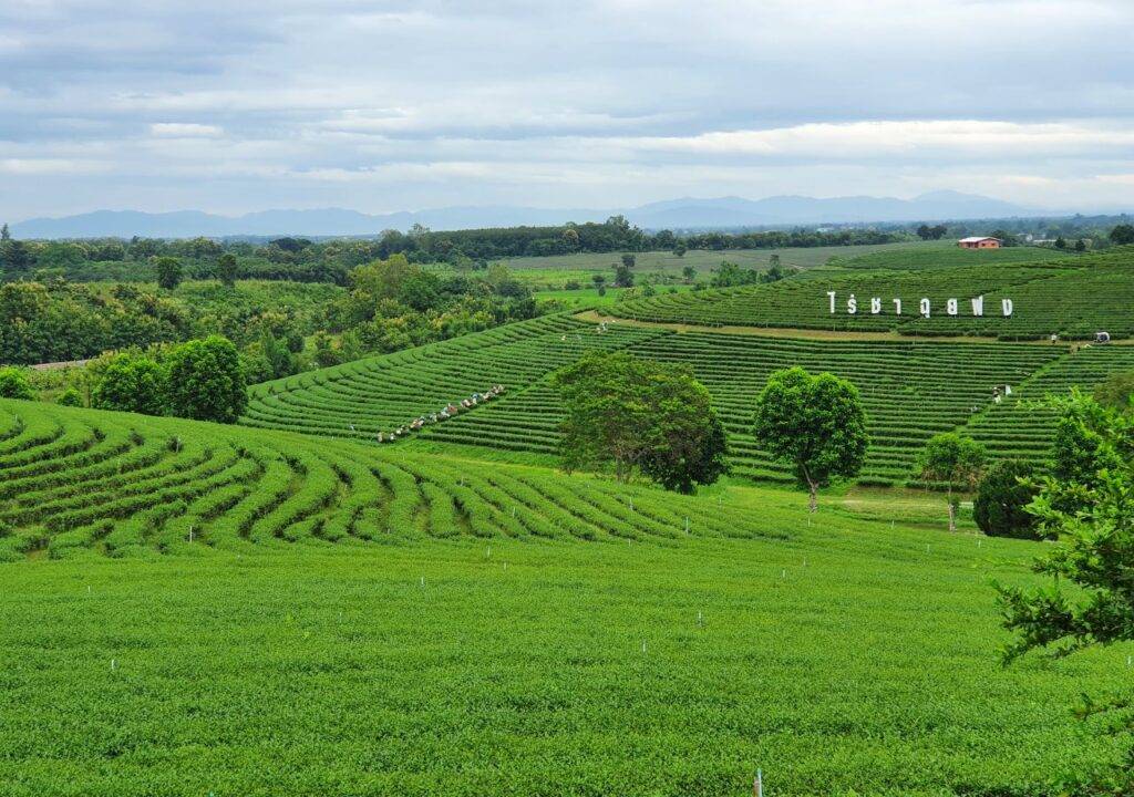 mae salong tailandia