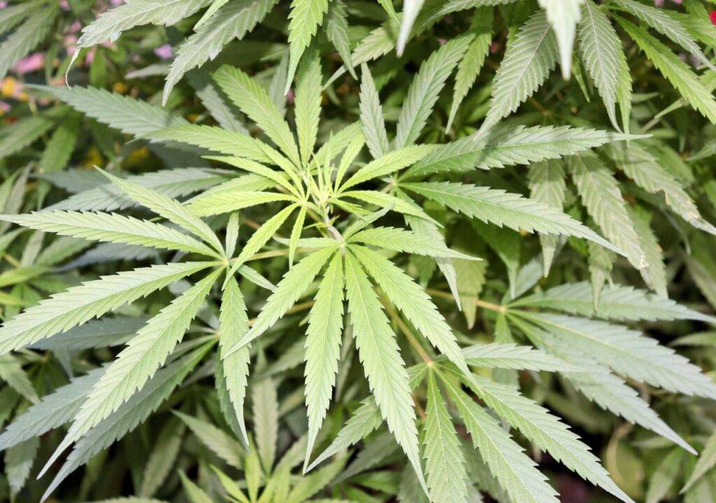 marihuana en tailandia