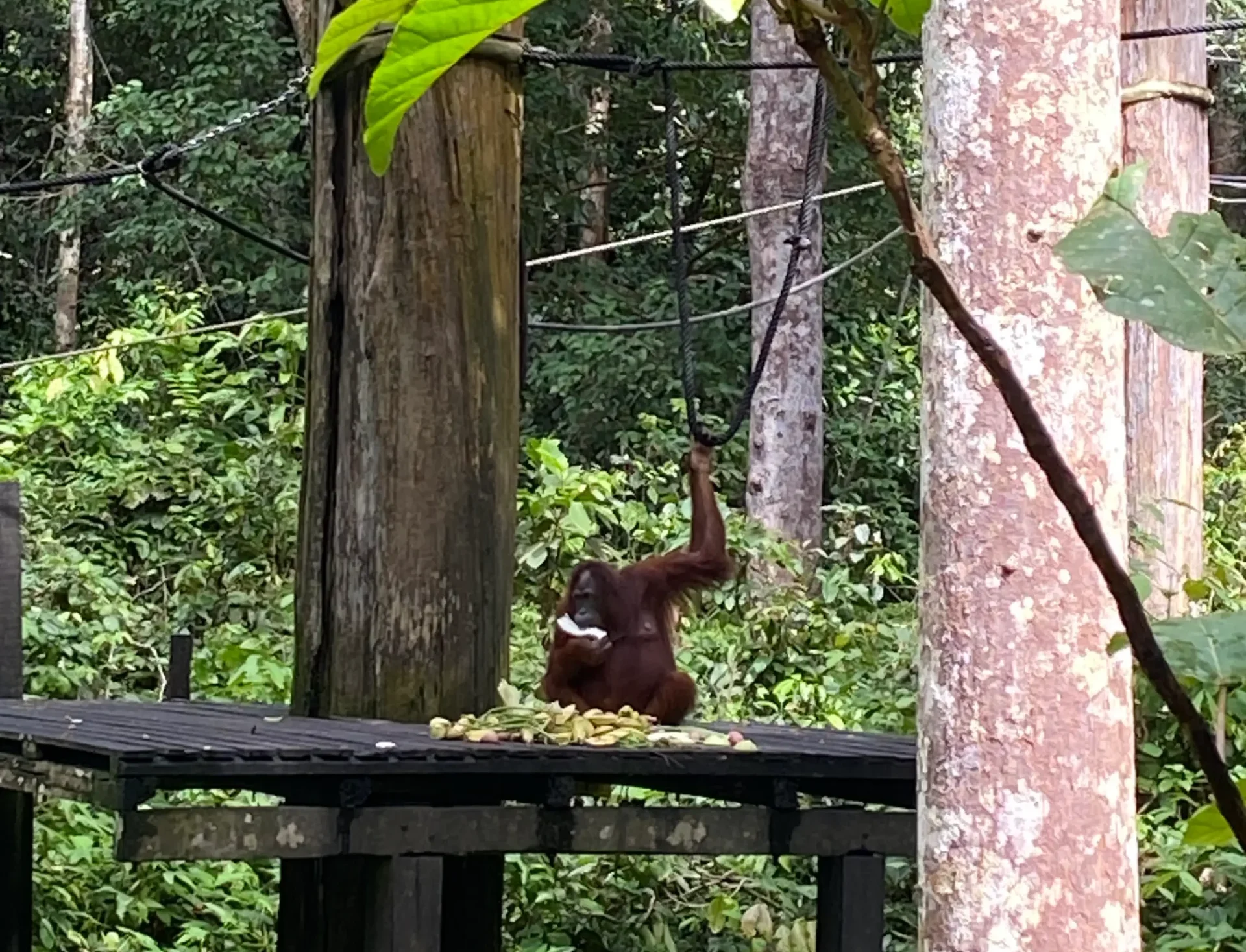 Orangutanes Borneo
