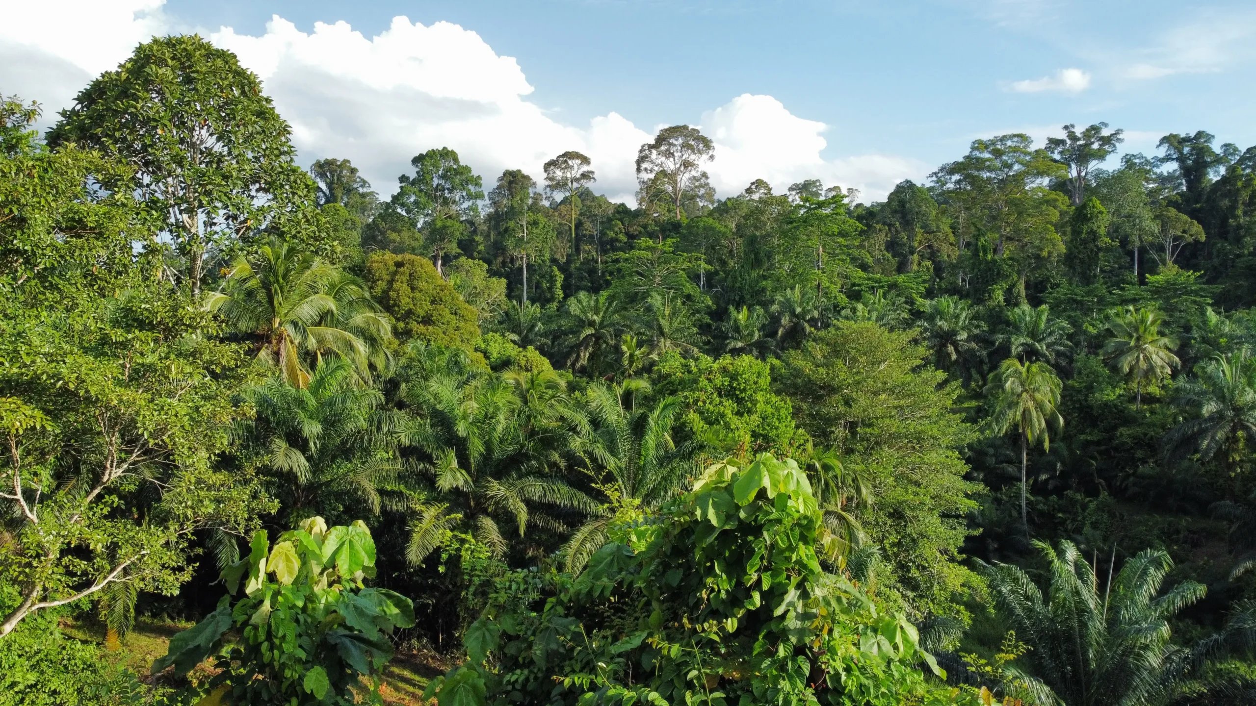 Selva de Borneo
