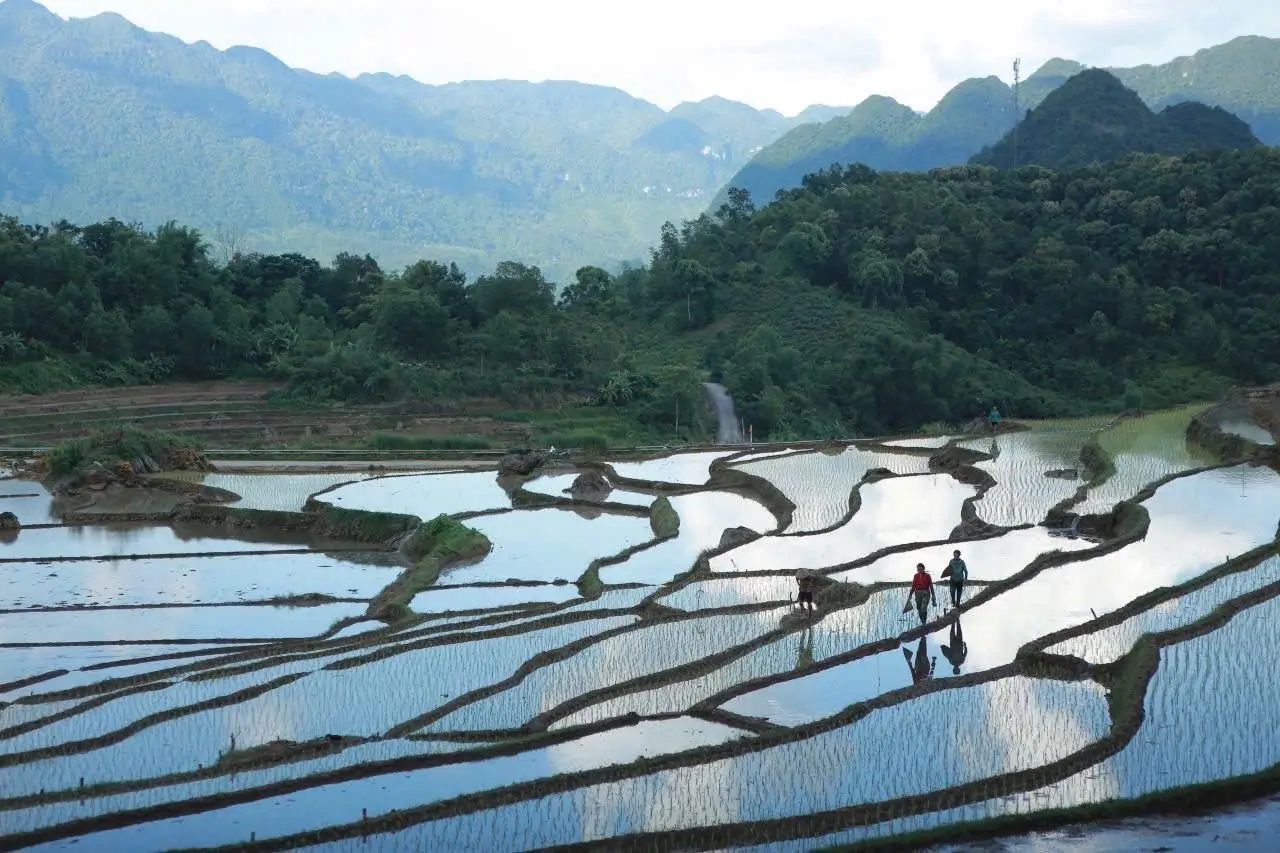 campos de arroz Vietnam