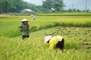 Viajar a Vietnam en enero