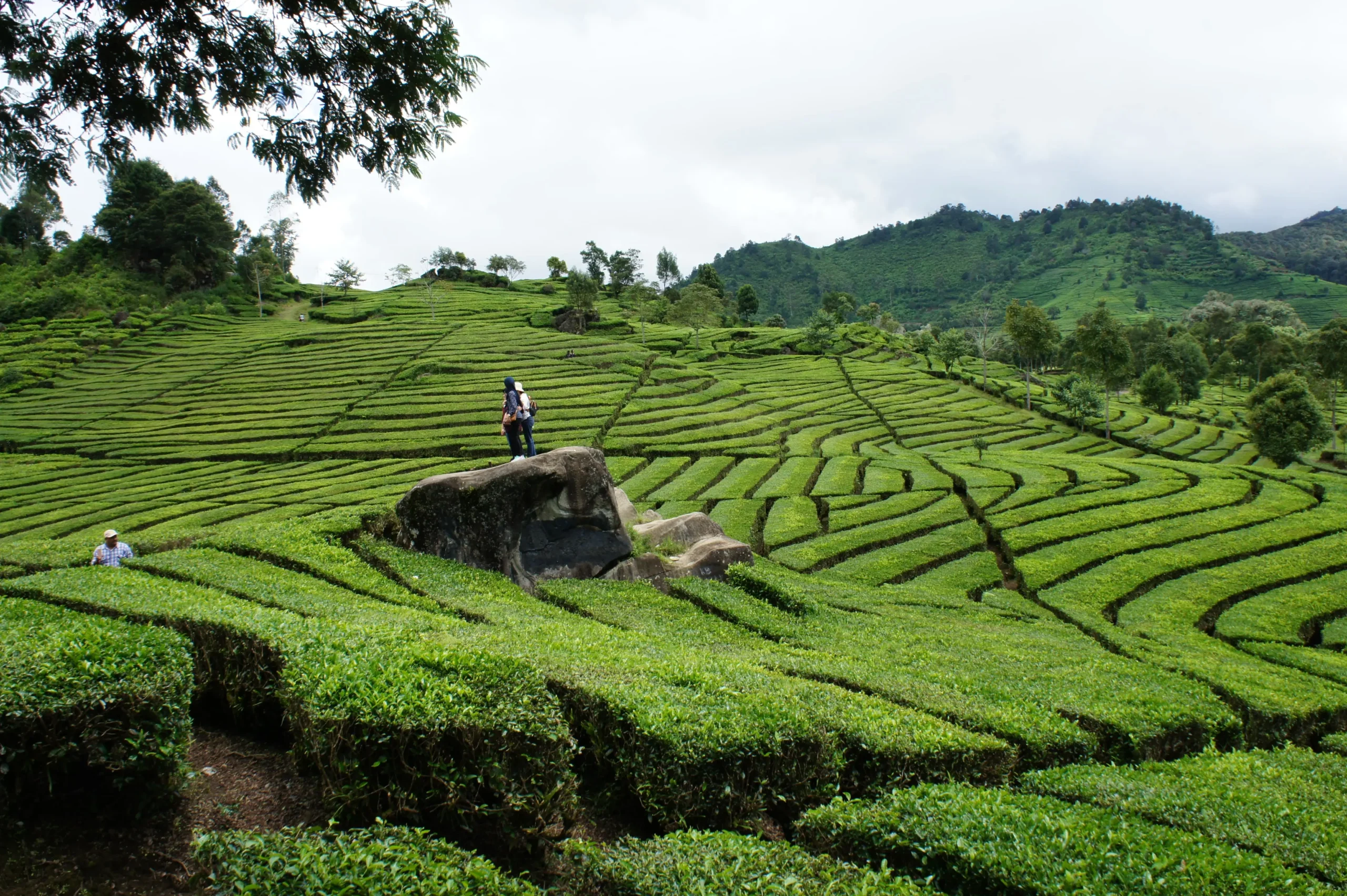 Campos de arroz en Java